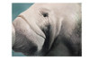 Manatees Kissing Large Artwork on Canvas