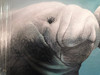 Manatees Kissing Large Artwork on Canvas