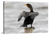 Double Crested Cormorant Canvas Wrap - David Lawrence Photography Double Crested Cormorant Canvas Wrap - David Lawrence Photography