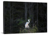 Great White Treetop Canvas Wrap - David Lawrence Photography