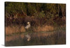 Heron Sunrise Reflections Canvas Wrap - David Lawrence Photography