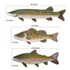 Lake Fish Trio - Bass/Trout/Pike Upcycled Wood and Metal Wall Art C519S