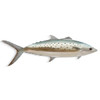 Spanish Mackerel Single - MM231