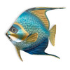 Queen Angelfish Blue Shades - CO005