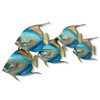 Queen Angelfish Blue School of 5 - CO007