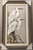 Herons White Splendor 50" x 30" 