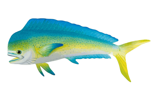 Mahi Mahi Large (lanai safe) Metal Wall Art