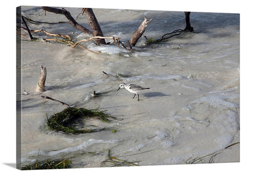 Sandpiper Canvas Wrap - David Lawrence Photography