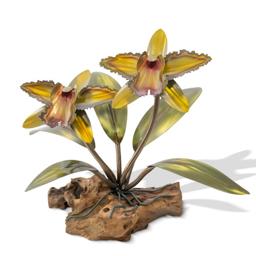 Table Top Orchid on Teak Root MM084