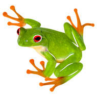 TREE FROG REFRAXIONS WALL ART