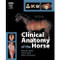 Clinical Anatomy Of The Horse