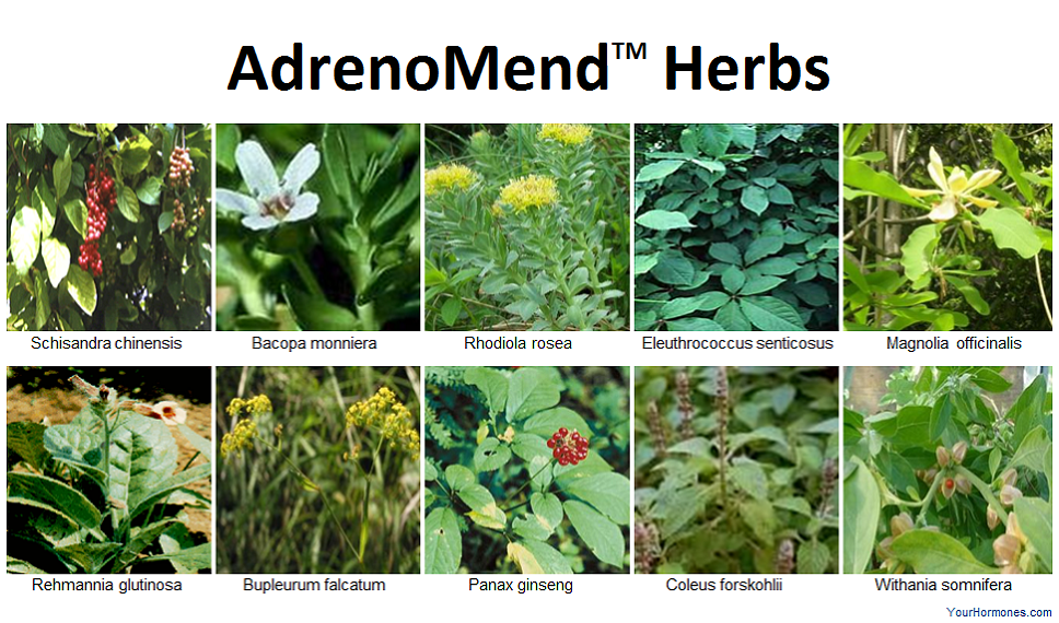 Herbs in AdrenoMend™