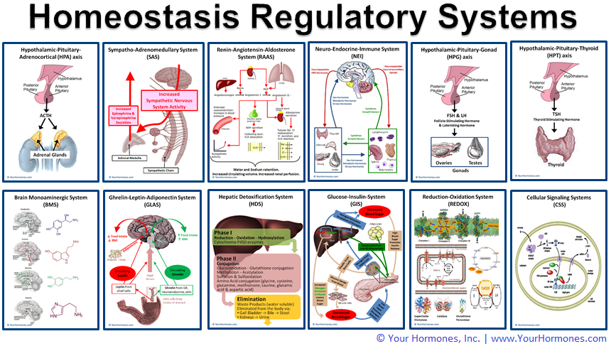 Twelve of the Homeostasis Regulatory Systems that are improved and balanced by AdrenoMend™