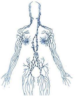 Learn why you Do not Apply Topical Hormones Above the Umbilicus by Dr. Joseph J Collins, RN, ND 