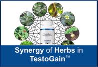 Synergy of Herbs in TestoGain™