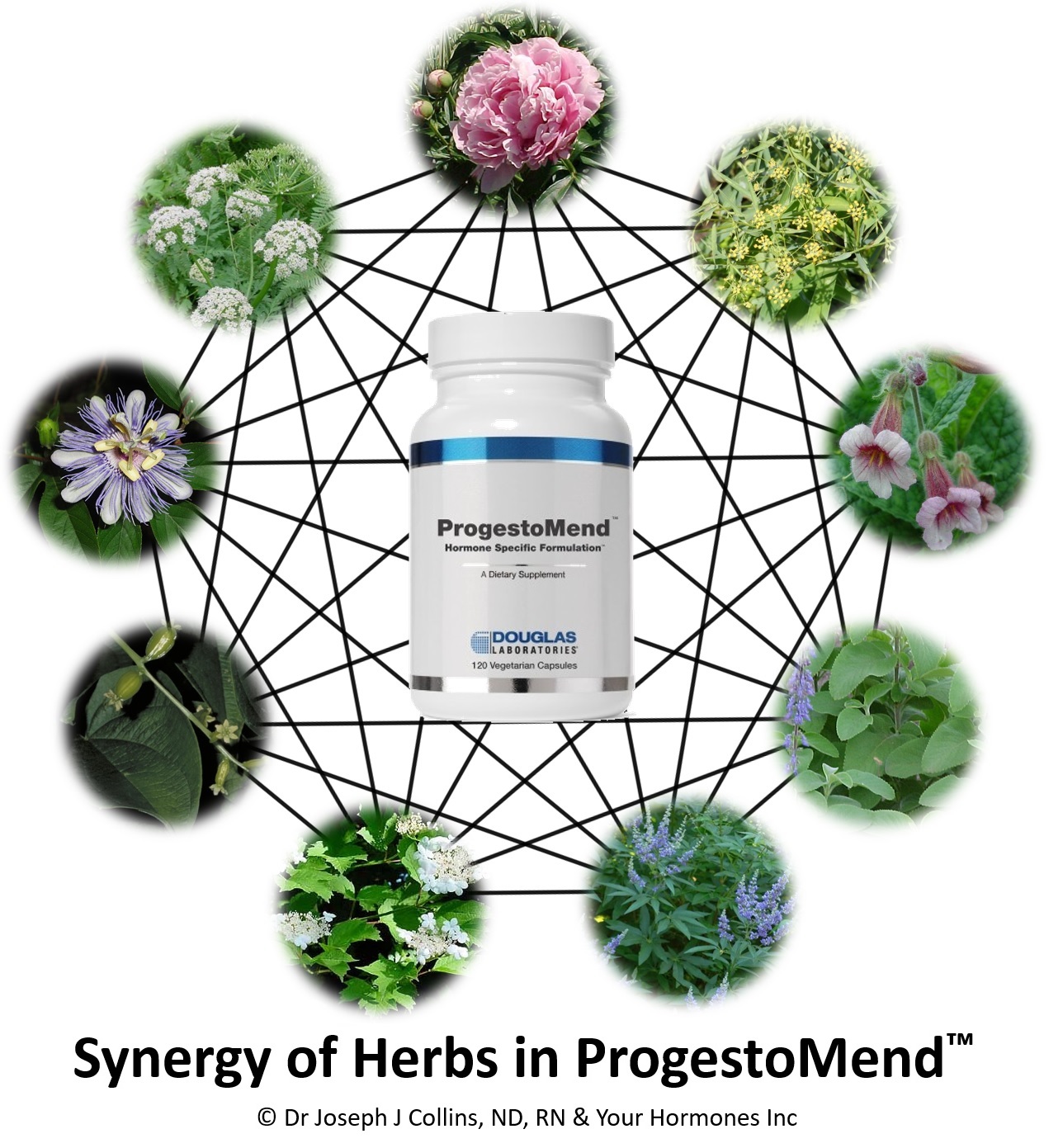 Synergy of Herbs in ProgestoMend™