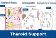 Phytotherapeutic Support of Thyroid Function. Seven specific actions required for production and activity of thyroid hormones.