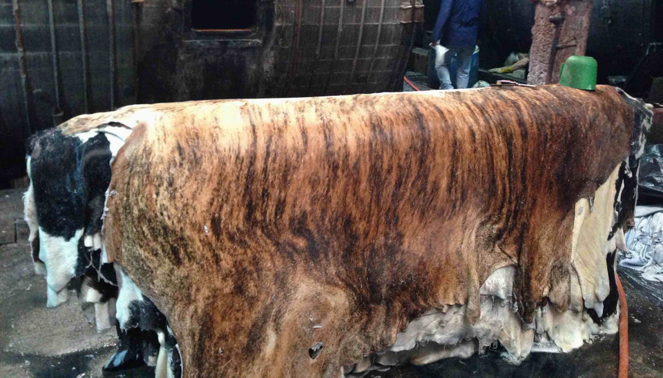 Cowhide Tanning Real Cowhides