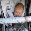 Eucalyptus with Sprarrows Cotton Pram Liner for Uppababy Ridge