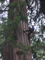 A talk in the trees with Mike Teti