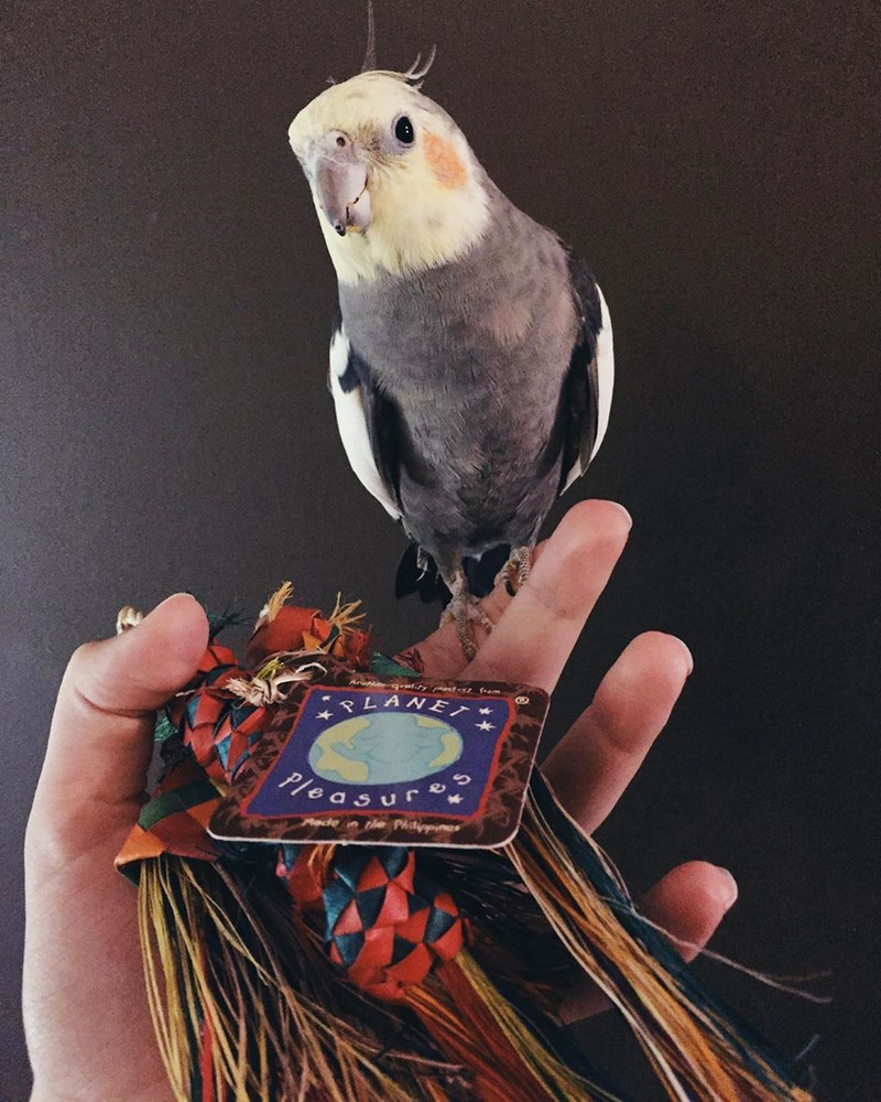 Ozzy the cockatiel enjoying Pleasures' Caterpillar Bird Toy