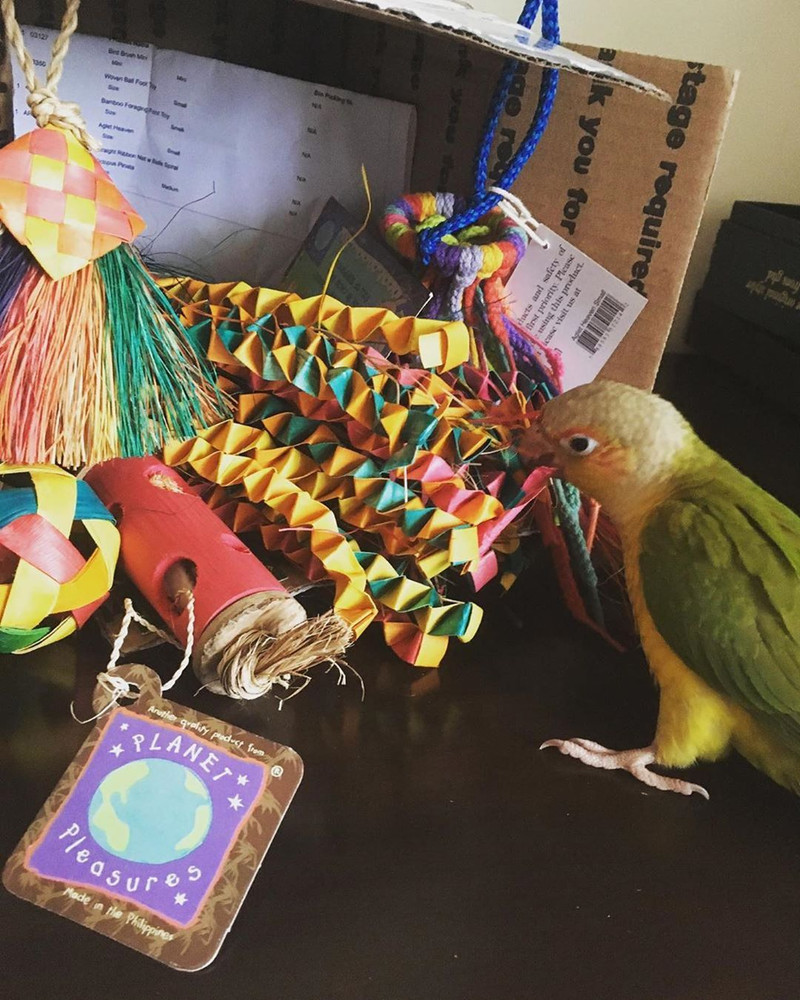 Kai the conure and his Planet Pleasures 
