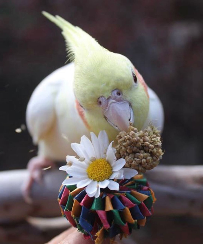 planet pleasures bird
