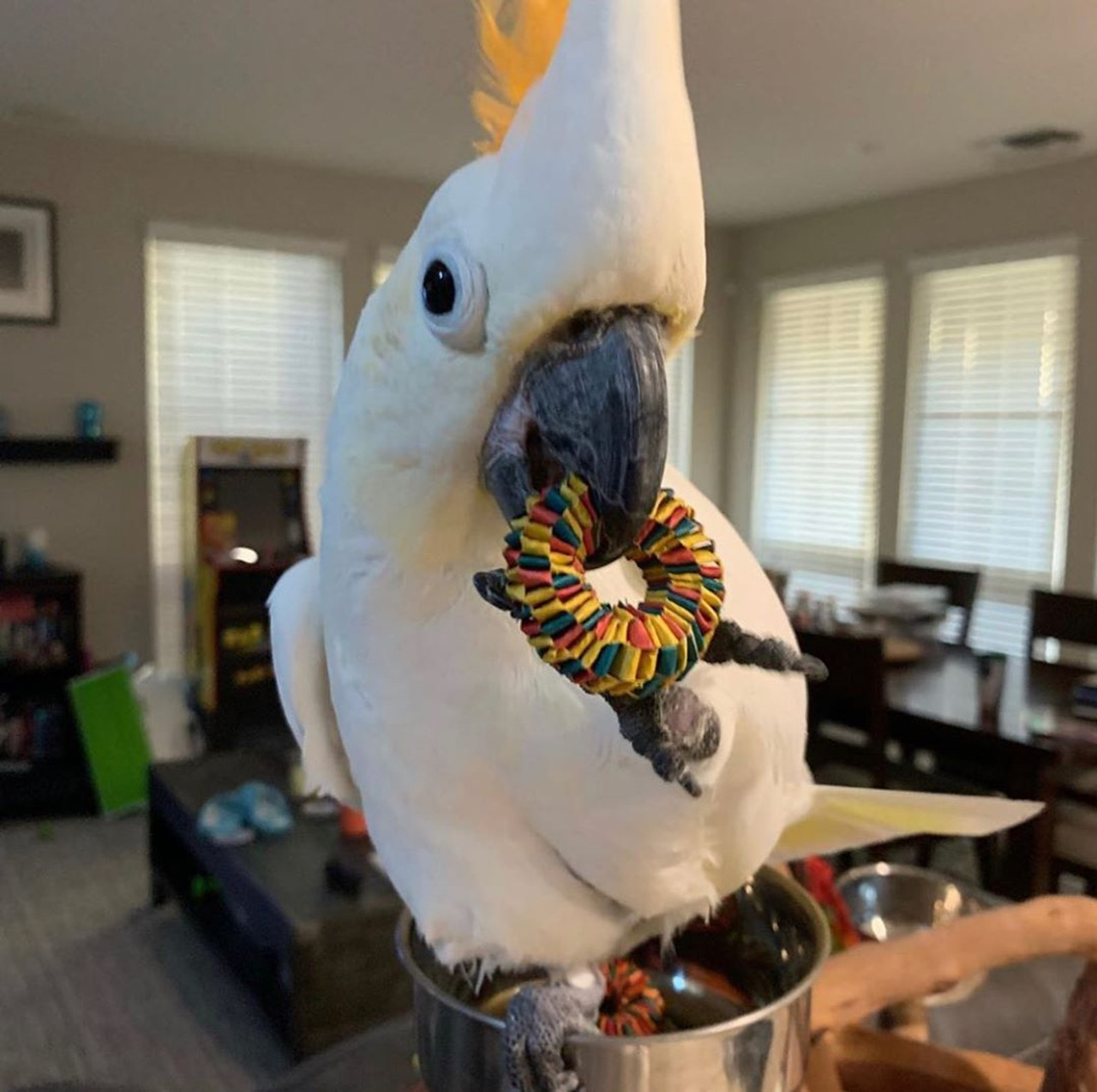 Planet Pleasures Foraging Toy | Bird Tire Toy