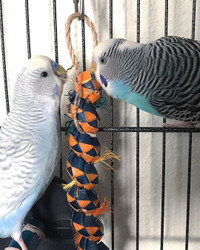 2 Budgies playing with their Caterpillar Bird Toy. How cute are they!?  2 Budgies playing with their Caterpillar Bird Toy. How cute are they!?