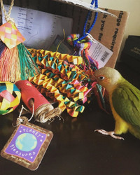 Kai the conure and his Planet Pleasures Bird Toy Kai the conure and his Planet Pleasures Bird Toy