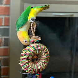 Luci the Caique Loving her Bird Tire with Star Foraging Bird Toy  Luci the Caique Loving her Bird Tire with Star Foraging Bird Toy