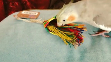 Emery the cockatiel and her Planet Pleasures "Bird Brush Mini" Parrot Toy Emery the cockatiel and her Planet Pleasures "Bird Brush Mini" Parrot Toy