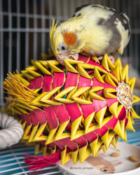 Roger and his Pineapple Foraging Parrot Toy  Roger and his Pineapple Foraging Parrot Toy