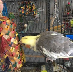 Teddy shredding his Planet Pleasures Spiked Pinata