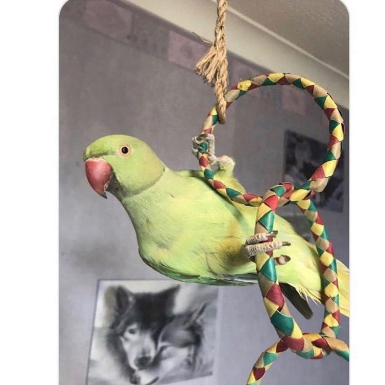 Peepo hanging on his colorful and all natural "Four Ring Chain" parrot toy. 