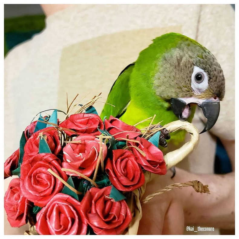 Kai enjoying his Planet Pleasures Rose Bouquet Chew Toy 