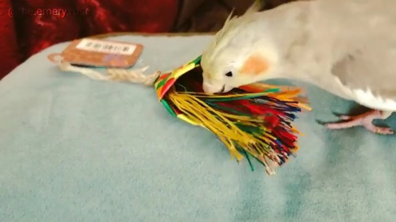 Emery the cockatiel and her Planet Pleasures "Bird Brush Mini" Parrot Toy