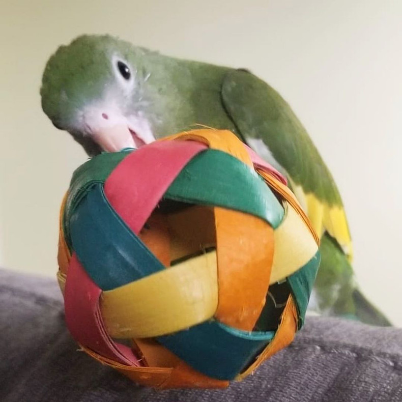 Ziggy and his Planet Pleasures Foot Toy 