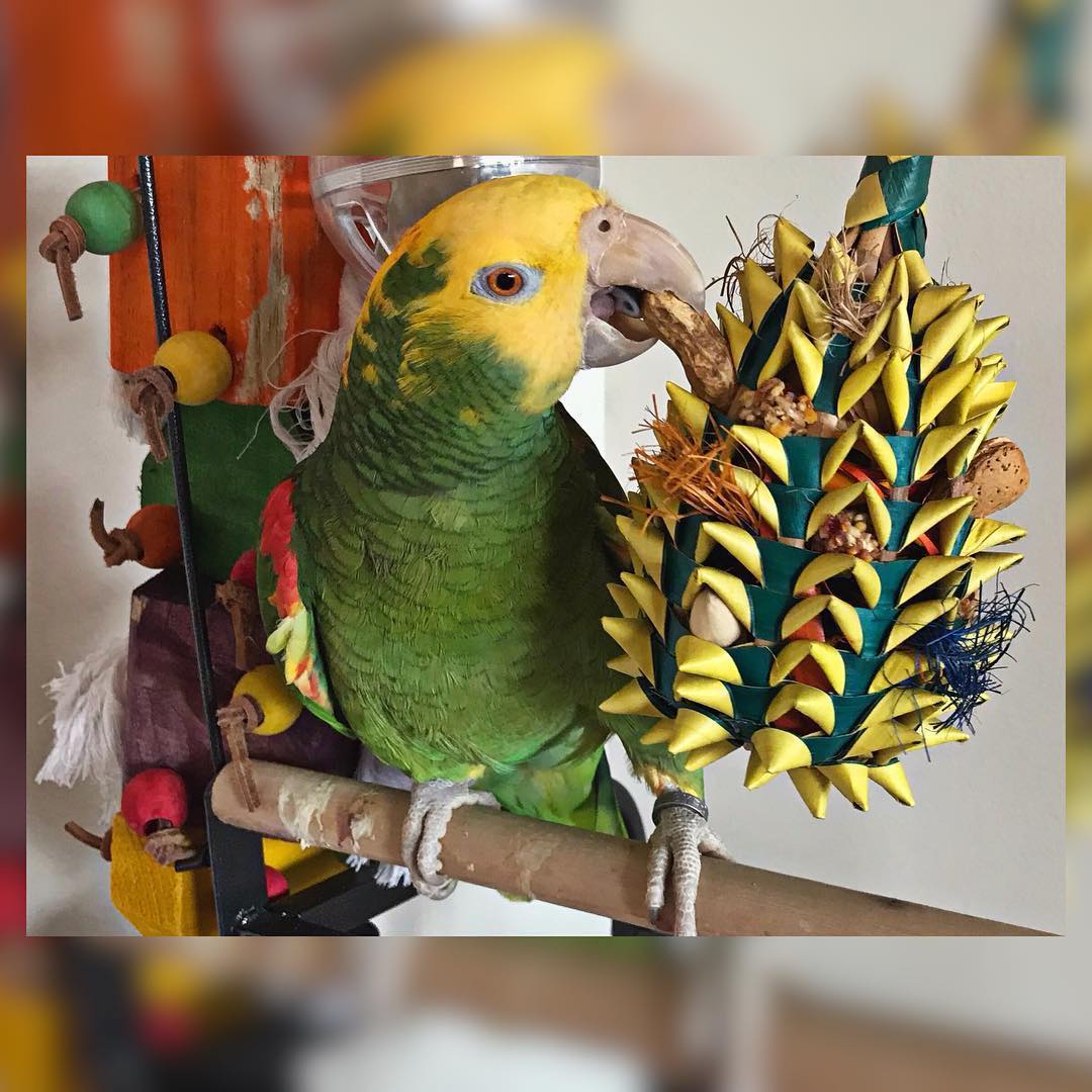 parakeet foraging toys