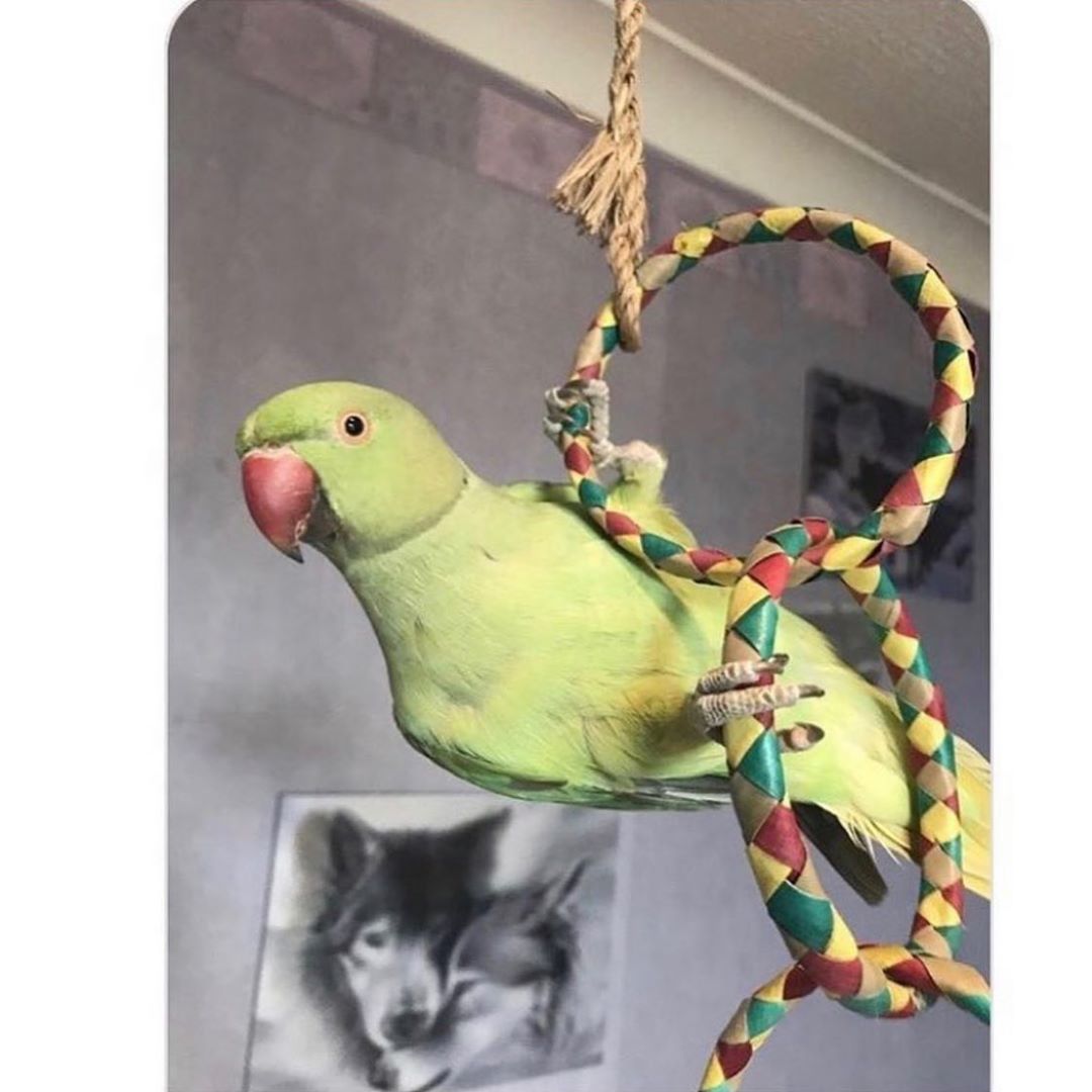 Peepo hanging on his colorful and all natural "Four Ring Chain" parrot