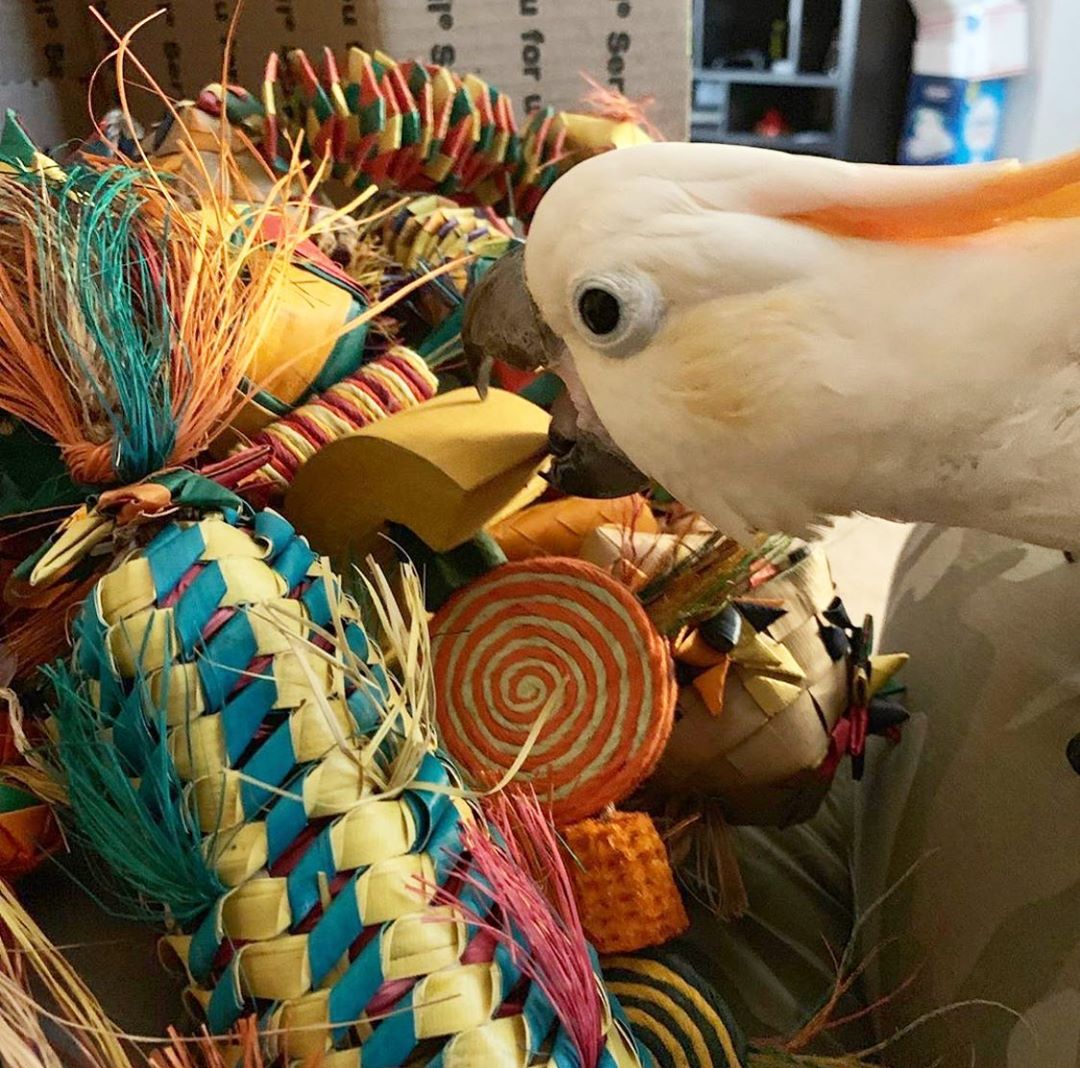 Why Bird Toys are Important Pleasures