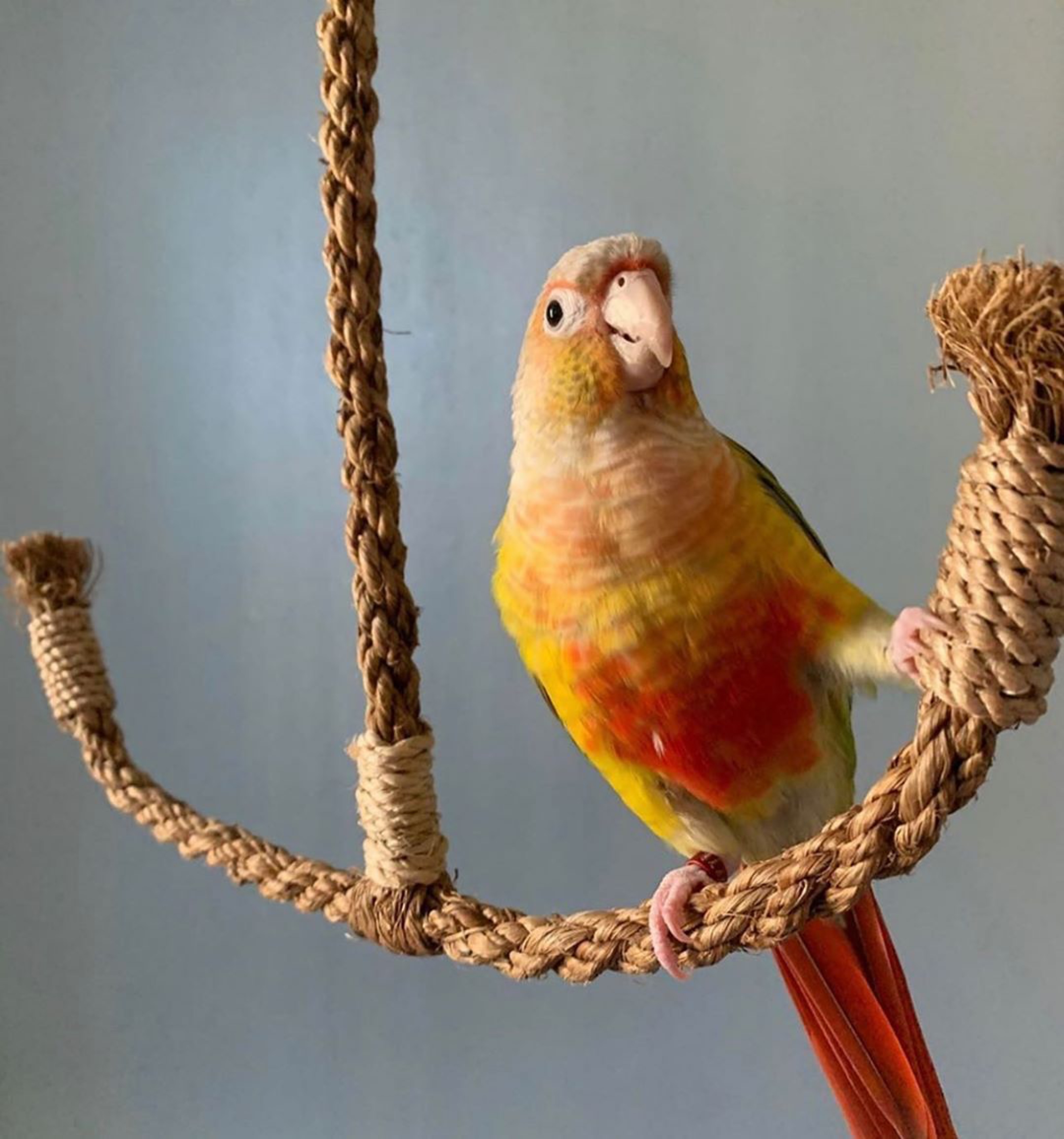 Why Choose Pleasures Bird Toys? Pleasures