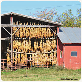 Air-Cured Tobacco Example