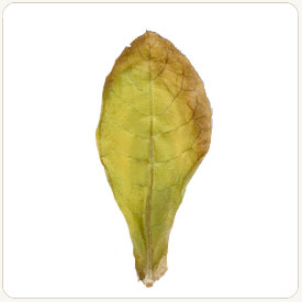 Izmir tobacco leaf