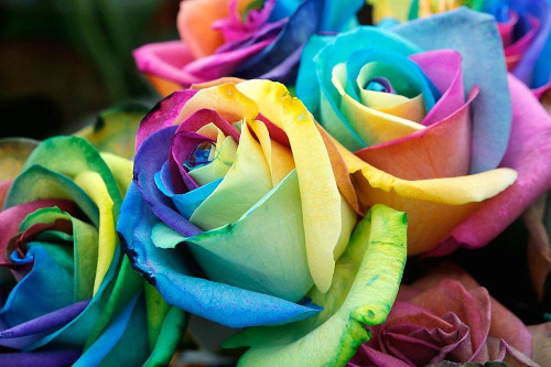 Maggie's Tulip River Cruise Jan Payment