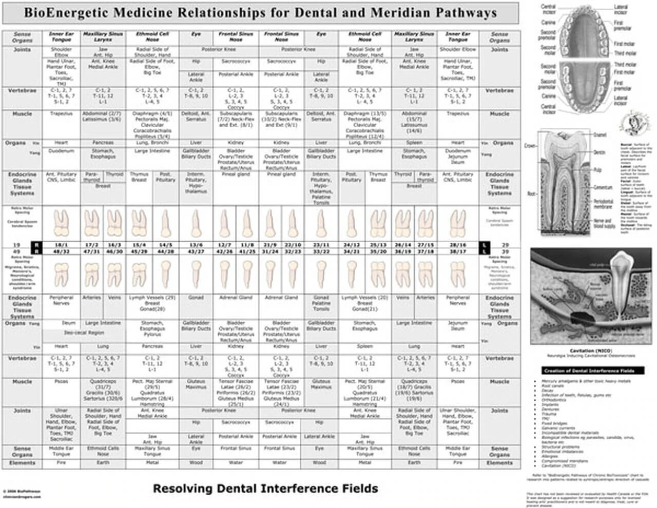 Dental Chart 17x22