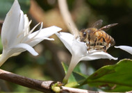 The Buzz on Coffee Production