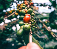 Ecuador Pichincha Imbabura Chirimoya LTD