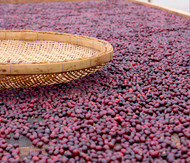 Coffee Processing and What it Means for Your Morning Cup