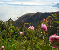 Sumatra Takengon Sara Ate LTD